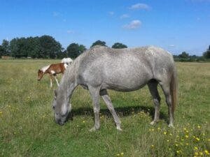 Mangalarga Marchador Stute Hartungshof