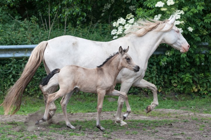 Mangalarga Marchador Perlino mit Fohlen Hartungshof