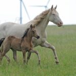 Mangalarga Marchador Perlino mit Fohlen Hartungshof