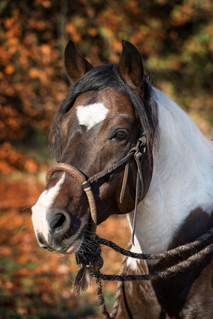 Mangalarga Marchador Hengst Jeronimo vom Cassenshof