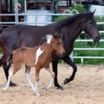 Hartungshof Mangalarga Marchador Stute mit Fohlen