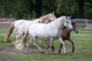 Hartungshof Mangalarga Marchador Stute mit Fohlen