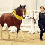 Excalibur vom Kreiswald Hartungshof Mangalarga Marchador