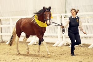 Excalibur vom Kreiswald Hartungshof Mangalarga Marchador