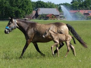 Hartungshof Mangalarga Marchador Fohlen