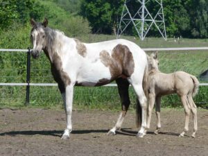 Hartungshof Mangalarga Marchador Fohlen