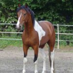 Hartungshof Mangalarga Marchador Excalibur vom Kreiswald