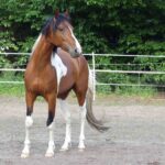 Hartungshof Mangalarga Marchador Excalibur vom Kreiswald