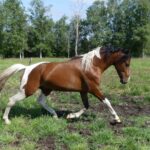 Hartungshof Mangalarga Marchador Excalibur vom Kreiswald