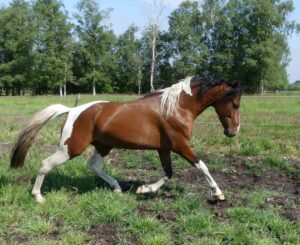 Hartungshof Mangalarga Marchador Excalibur vom Kreiswald