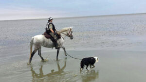 Wattritt mit Hund Mangalarga Marchadores Hartungshof