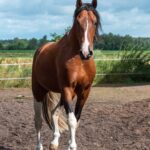 Hartungshof Mangalarga Marchador Deckhengst