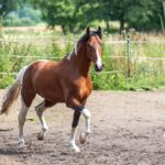 Hartungshof Mangalarga Marchador Deckhengst