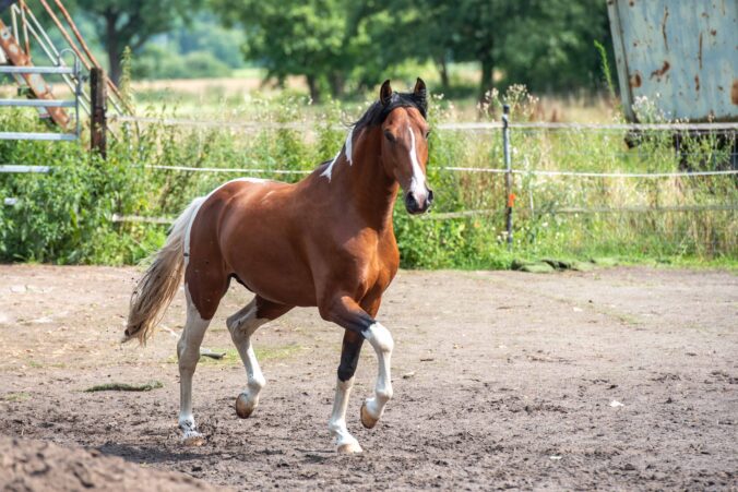 Hartungshof Mangalarga Marchador Deckhengst