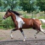 Hartungshof Mangalarga Marchador Deckhengst