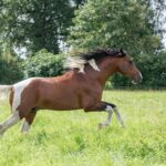 Hartungshof Mangalarga Marchador Deckhengst