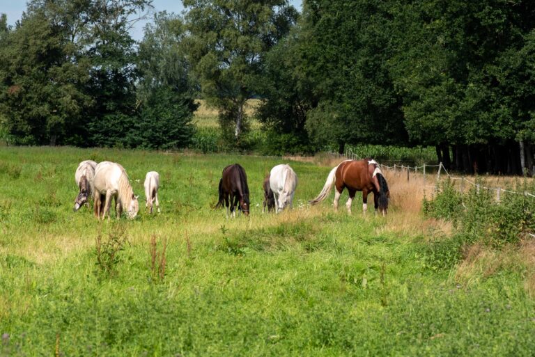 Hartungshof Stuten mit Fohlen & Excalibur vom Kreiswald