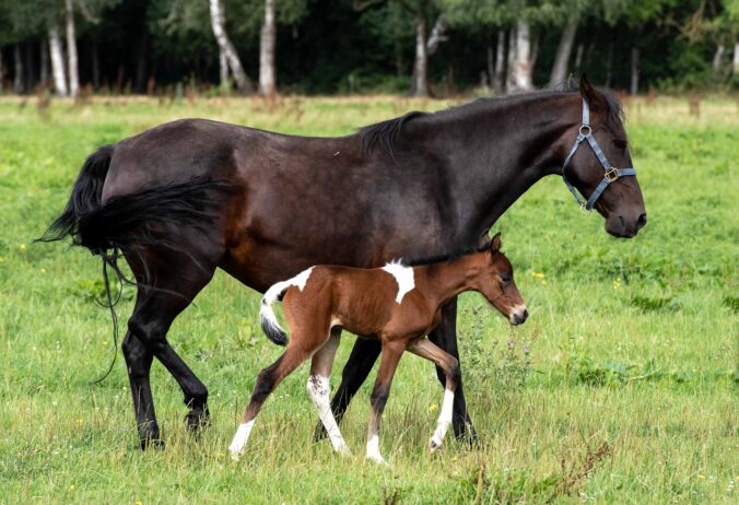 Hartungshof Mangalarga Marchador Fohlen