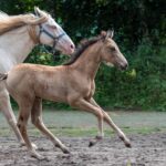 Hartungshof Mangalarga Marchador Fohlen