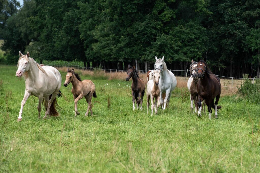 Hartungshof Mangalarga Marchador Fohlen und Stuten