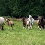 Hartungshof Mangalarga Marchador Fohlen und Stuten