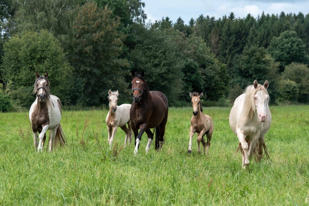 Hartungshof Mangalarga Marchador Fohlen und Stuten