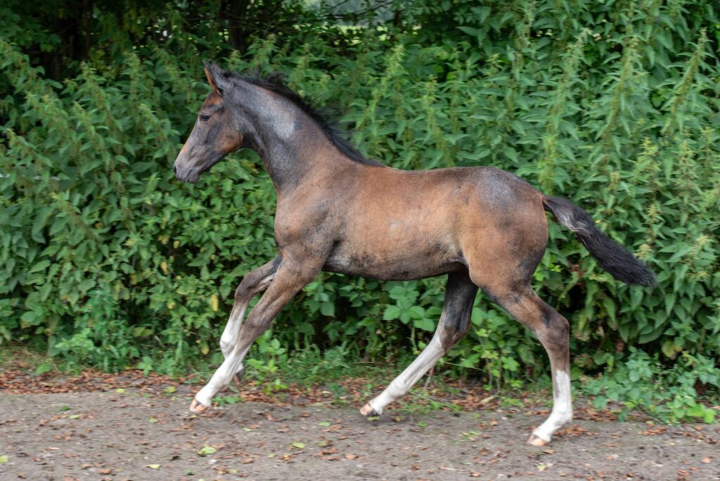 Hartungshof Mangalarga Marchador Fohlen