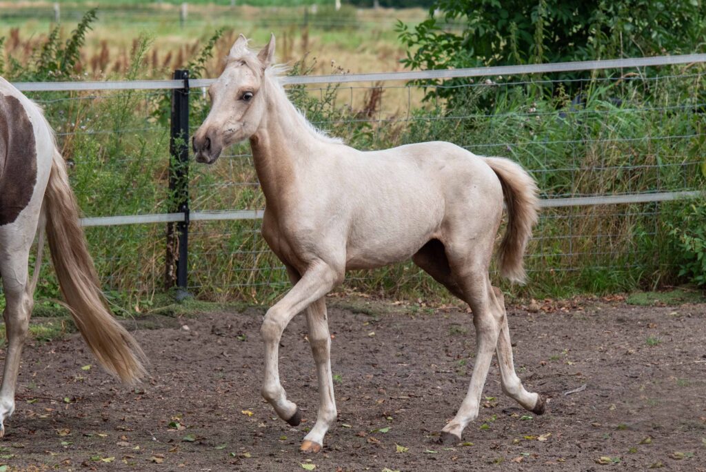 Hartungshof Mangalarga Marchador Fohlen