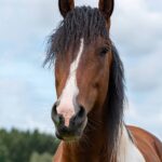 Hartungshof Mangalarga Marchador Deckhengst