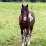 Hartungshof Mangalarga Marchador Deckhengst
