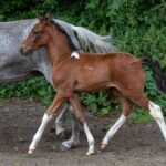 Hartungshof Mangalarga Marchador Fohlen