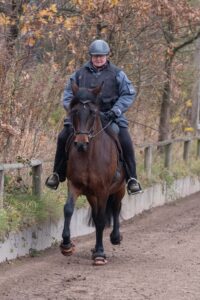 Mangalarga Marchador in der Picada