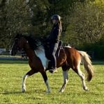 Hartungshof Mangalarga Marchador Deckhengst
