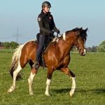 Hartungshof Mangalarga Marchador Deckhengst