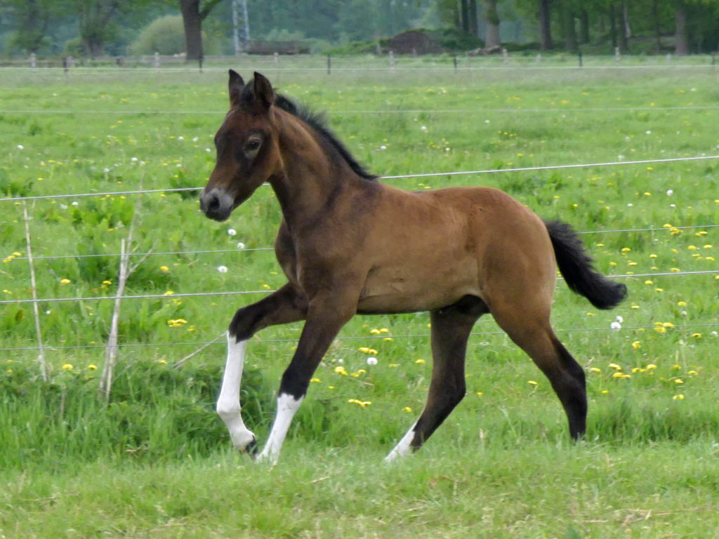 Hartungshof Mangalarga Marchador Fohlen