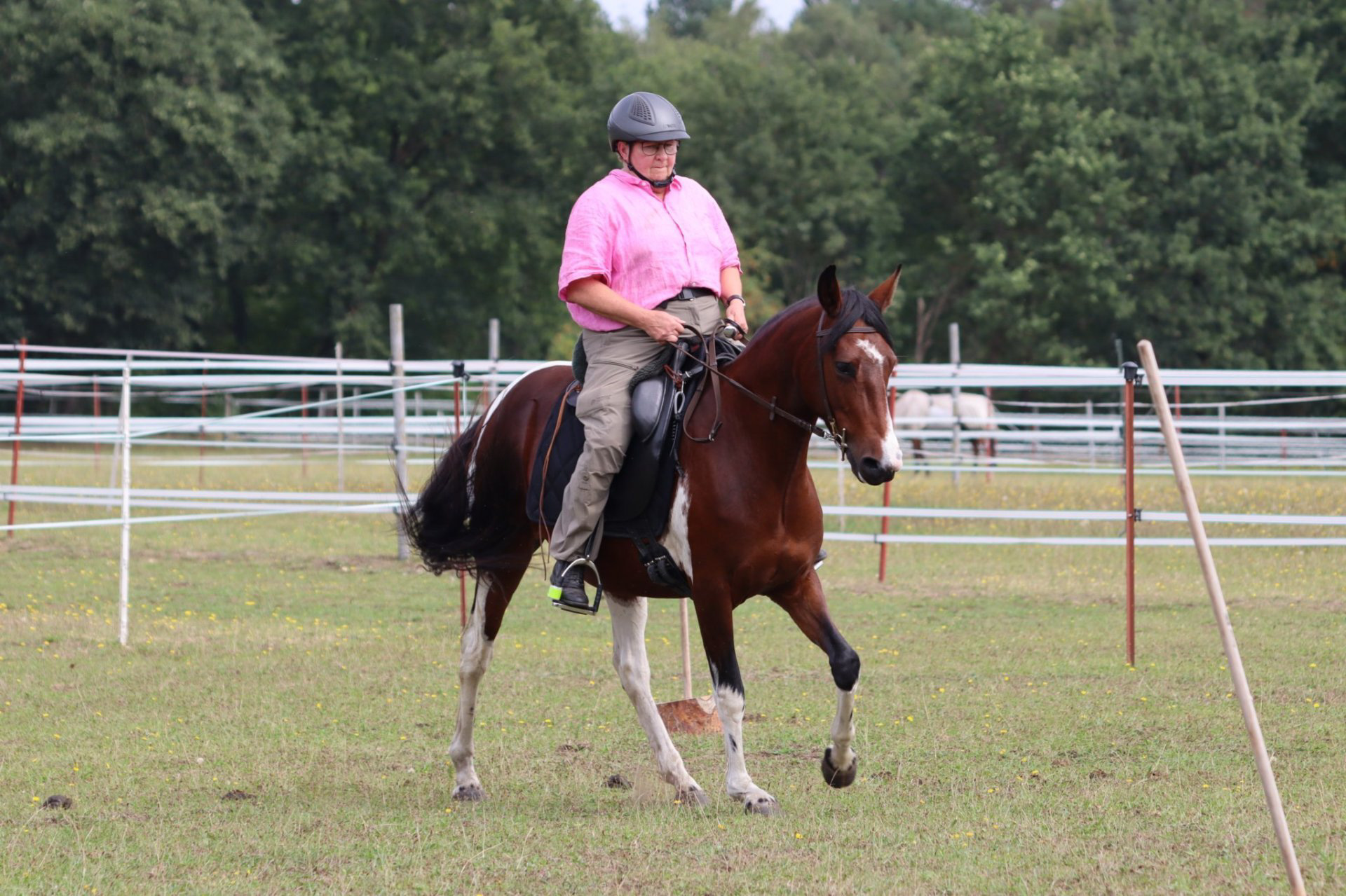 Working Equitation Mangalarga Marchador