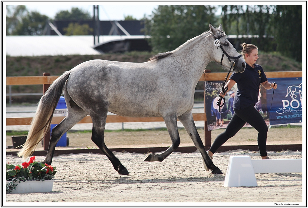 Landesponyschau Mangalarga Marchador Stute