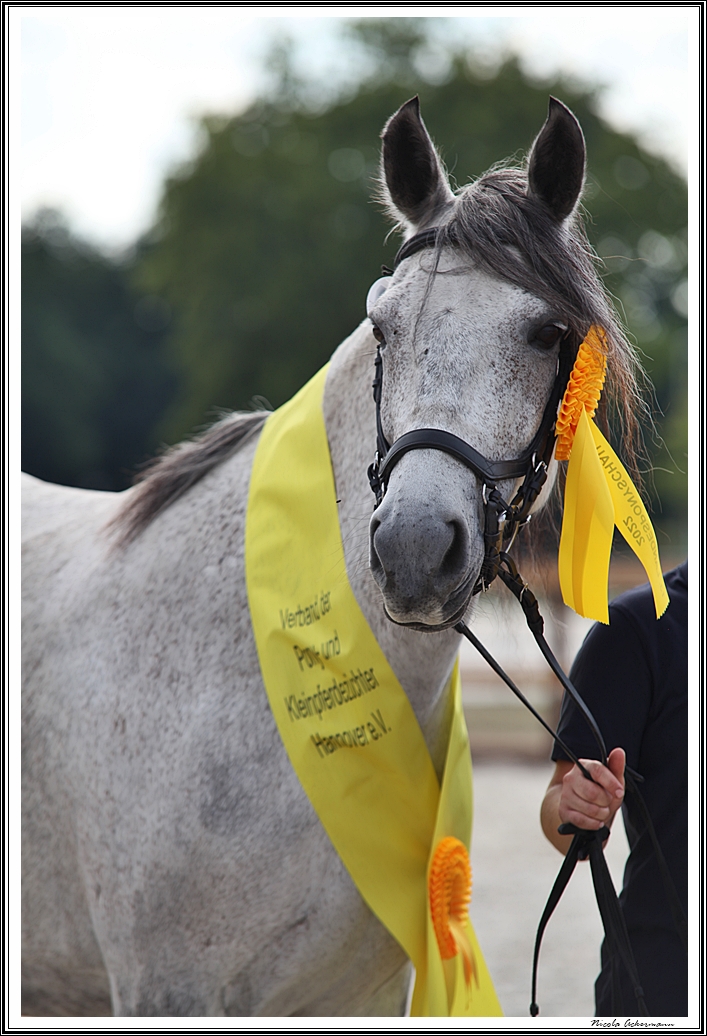 Landesponyschau Mangalarga Marchador Stute