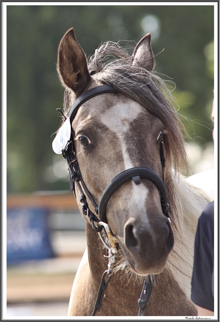 Landesponyschau Mangalarga Marchador Stute