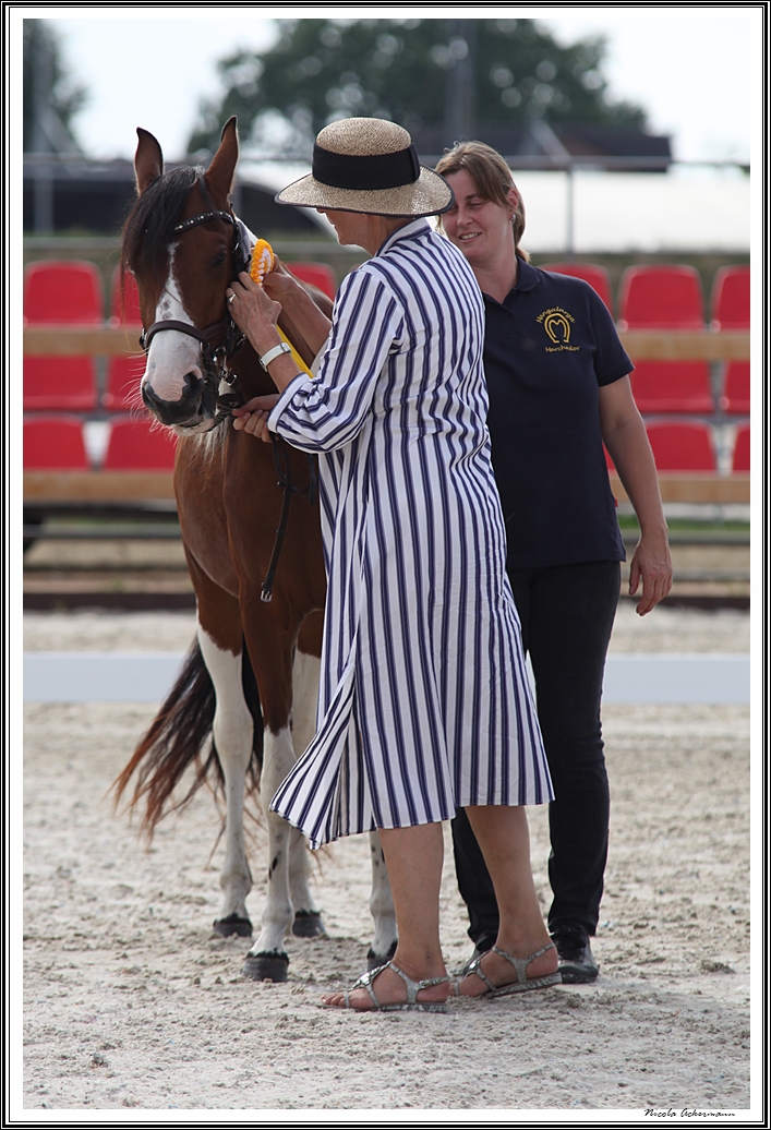 Landesponyschau Mangalarga Marchador Stute