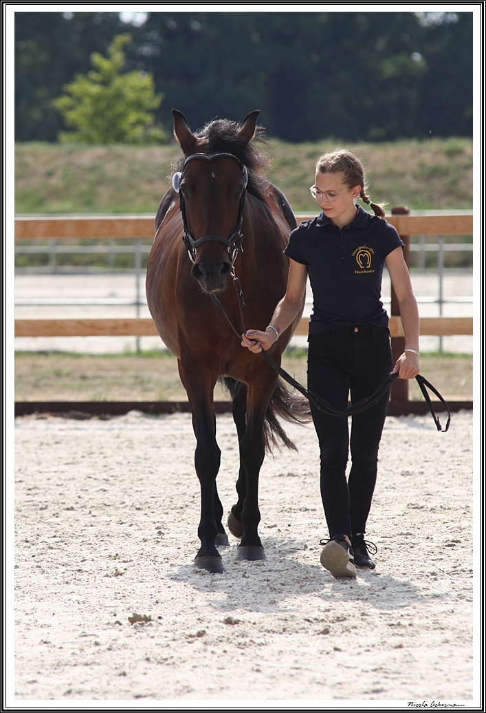 Landesponyschau Mangalarga Marchador Stute