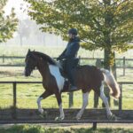 Mangalarga Marchador Deckhengst Excalibur vom Kreiswald