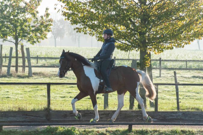 Mangalarga Marchador Deckhengst Excalibur vom Kreiswald