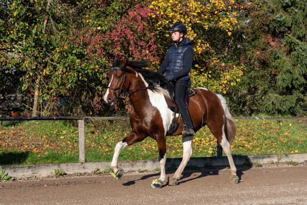 Mangalarga Marchador Deckhengst Excalibur vom Kreiswald