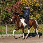 Mangalarga Marchador Deckhengst Excalibur vom Kreiswald