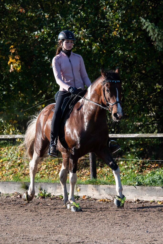 Mangalarga Marchador Deckhengst Excalibur vom Kreiswald