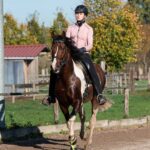 Mangalarga Marachdores Deckhengst Excalibur vom Kreiswald