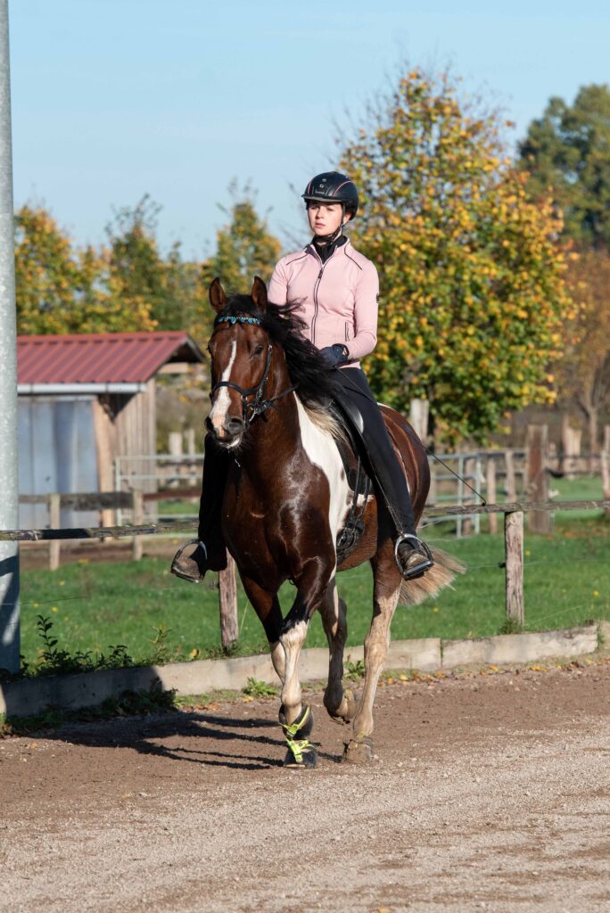 Mangalarga Marchador Deckhengst Excalibur vom Kreiswald