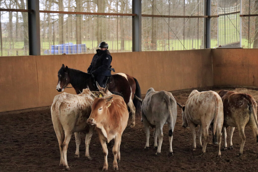 Mangalarga Marchador bei der Rinderarbeit