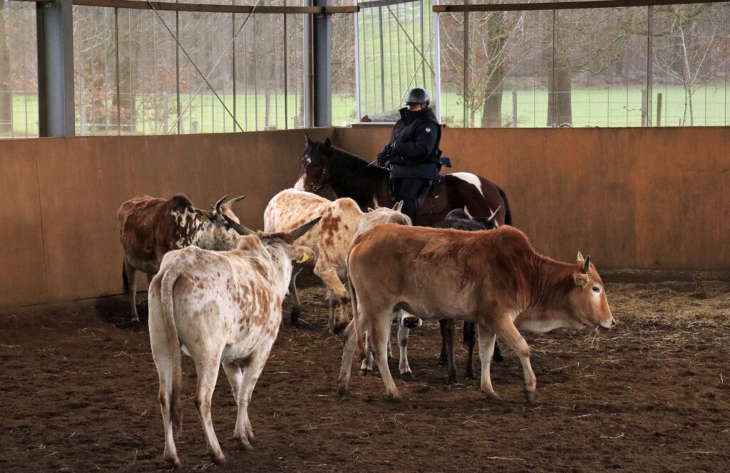 Mangalarga Marchador bei der Rinderarbeit